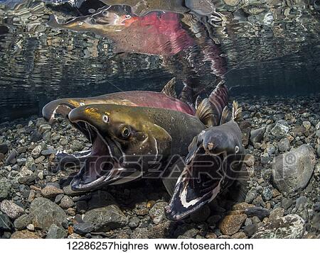 Stock Photograph - Coho Salmon (Oncorhynchus kisutch) in the act of spawning in an Alaska stream during autumn.. Fotosearch