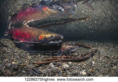 Stock Photograph - Coho Salmon (Oncorhynchus kisutch) in the act of spawning in an Alaska stream during autumn.. Fotosearch