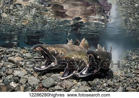 Stock Photograph - Coho Salmon (Oncorhynchus kisutch) in the act of spawning in an Alaska stream during autumn.. Fotosearch