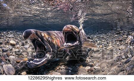 Stock Photograph - Coho Salmon (Oncorhynchus kisutch) in the act of spawning in an Alaska stream during autumn.. Fotosearch