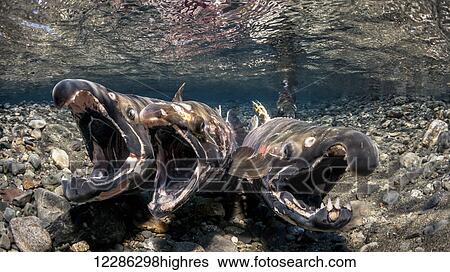 Coho Salmon (Oncorhynchus kisutch) in the act of spawning in an Alaska stream during autumn. View Large Photo Image Stock Photograph - Coho Salmon (Oncorhynchus kisutch) in the act of spawning in an Alaska stream during autumn.. Fotosearch