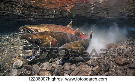Stock Photograph - Coho Salmon (Oncorhynchus kisutch) in the act of spawning in an Alaska stream during late autumn.. Fotosearch
