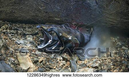 Stock Photograph - Coho Salmon (Oncorhynchus kisutch) in the act of spawning in an Alaska stream during autumn.. Fotosearch