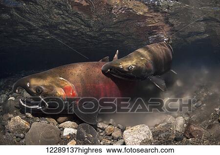 Stock Photograph - Coho Salmon (Oncorhynchus kisutch) in the act of spawning in an Alaska stream during late autumn.. Fotosearch