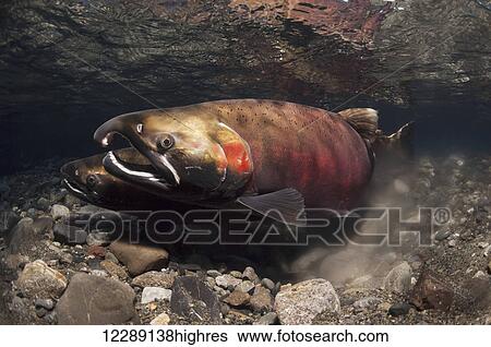 Coho Salmon (Oncorhynchus kisutch) in the act of spawning in an Alaska stream during late autumn. View Large Photo Image Stock Photograph - Coho Salmon (Oncorhynchus kisutch) in the act of spawning in an Alaska stream during late autumn.. Fotosearch