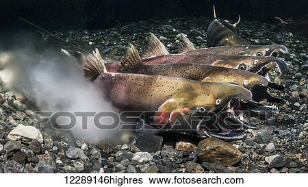 Stock Photograph - Coho Salmon (Oncorhynchus kisutch) in the act of spawning in an Alaska stream during autumn.. Fotosearch