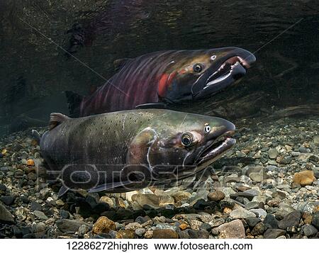 Stock Photograph - Coho Salmon (Oncorhynchus kisutch) spawning pair in an Alaskan stream during autumn, Southcentral Alaska. Fotosearch