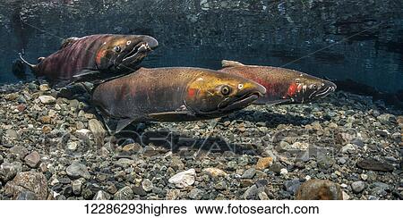 Stock Photograph - Coho Salmon (Oncorhynchus kisutch) female uses her anal fin to probe her redd as her alpha male guards, Southcentral Alaska. Fotosearch