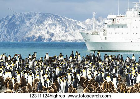 Colony of King penguins (Aptenodytes patagonicus) on the shore with a cruise ship in the water; Antarctica View Large Photo Image Stock Photograph - Colony of King penguins (Aptenodytes patagonicus) on the shore with a cruise ship in the water; Antarctica. Fotosearch