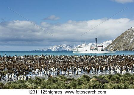 Colony of King penguins (Aptenodytes patagonicus) on the shore with a cruise ship in the water; Antarctica View Large Photo Image Stock Photograph - Colony of King penguins (Aptenodytes patagonicus) on the shore with a cruise ship in the water; Antarctica. Fotosearch