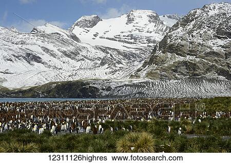 Colony of King penguins (Aptenodytes patagonicus) on the shore with rugged, snow covered mountains along the coast; Antarctica View Large Photo Image Stock Photograph - Colony of King penguins (Aptenodytes patagonicus) on the shore with rugged, snow covered mountains along the coast; Antarctica. Fotosearch