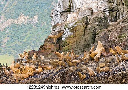 Colony of Steller Sea Lions, Alaska, Summer View Large Photo Image Stock Photograph - Colony of Steller Sea Lions, Alaska, Summer. Fotosearch