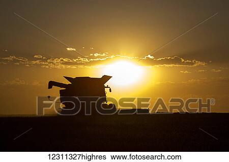 Combine cuts wheat in Northeast Colorado; Paoli, Colorado, United States of America View Large Photo Image Stock Photograph - Combine cuts wheat in Northeast Colorado; Paoli, Colorado, United States of America. Fotosearch