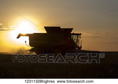 Combine cuts wheat in Northeast Colorado; Paoli, Colorado, United States of America View Large Photo Image Stock Photograph - Combine cuts wheat in Northeast Colorado; Paoli, Colorado, United States of America. Fotosearch