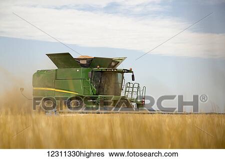 Stock Photograph - Combine cuts wheat in Northeast Colorado; Paoli, Colorado, United States of America. Fotosearch