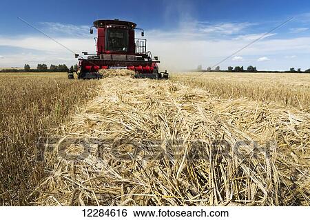 Combine harvesting a row of cut barley with blue sky and clouds; Acme, Alberta, Canada View Large Photo Image Stock Photograph - Combine harvesting a row of cut barley with blue sky and clouds; Acme, Alberta, Canada. Fotosearch