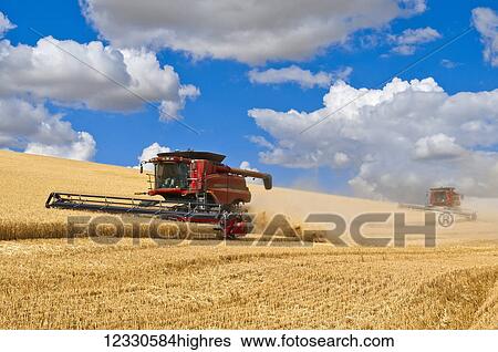 Combine Harvesting Grain In The Palouse Region; Washington, United States Of America View Large Photo Image Stock Photograph - Combine Harvesting Grain In The Palouse Region; Washington, United States Of America. Fotosearch