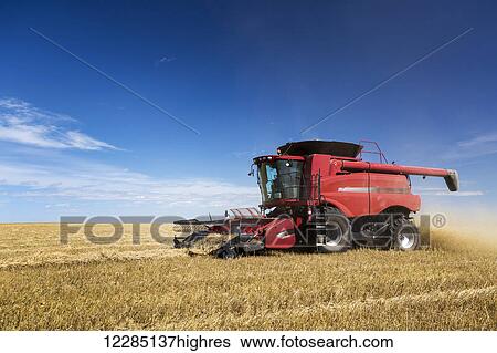 Stock Photograph - Combine harvesting rows of barley with blue sky and clouds; Acme, Alberta, Canada. Fotosearch
