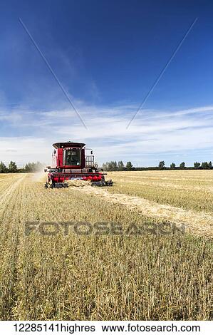 Stock Photograph - Combine harvesting rows of barley, with blue sky and clouds. Fotosearch