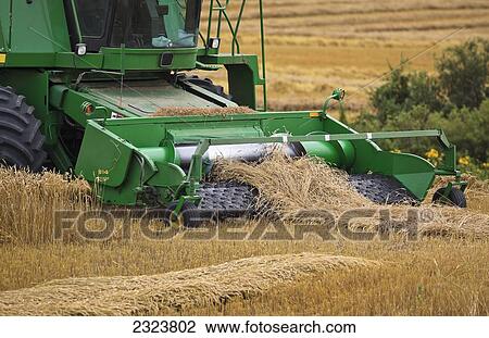 Combine harvesting wheat on the Canadian Prairie, near Winkler; Manitoba, Canada View Large Photo Image Stock Image - Combine harvesting wheat on the Canadian Prairie, near Winkler; Manitoba, Canada. Fotosearch