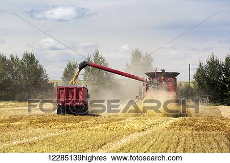 Stock Photograph - Combine loading barley into a truck while harvesting; Acme, Alberta, Canada. Fotosearch