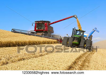 Combine Offloads Grain To Grain Cart While Harvesting Grain In The Palouse Region; Washington, United States Of America View Large Photo Image Stock Photograph - Combine Offloads Grain To Grain Cart While Harvesting Grain In The Palouse Region; Washington, United States Of America. Fotosearch