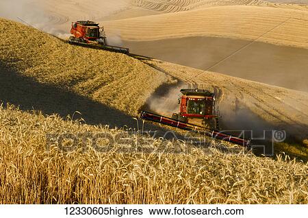 Stock Photograph - Combines Harvest Grain In The Palouse Region Of Eastern Washington; Washington, United States Of America. Fotosearch