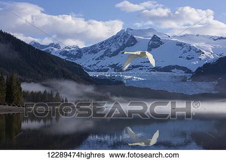 Stock Photograph - Composite. A Trumpeter swan takes off from Mendenhall Lake, heading north during Spring migration, Tongass Forest, Alaska.. Fotosearch