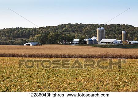 Stock Photograph - Corn and soybean fields in Southeast Minnesota; Byron, Minnesota, United States of America. Fotosearch