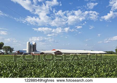Stock Photograph - Corn field and dairy farm; Grantsburg, Wisconsin, United States of America. Fotosearch