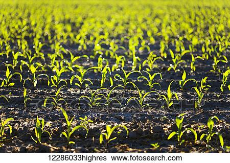 Corn field; Bradford, Ontario, Canada View Large Photo Image Stock Photograph - Corn field; Bradford, Ontario, Canada. Fotosearch