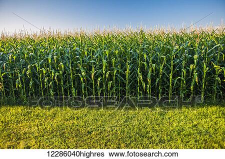 Corn field; Bradford, Ontario, Canada View Large Photo Image Stock Photograph - Corn field; Bradford, Ontario, Canada. Fotosearch