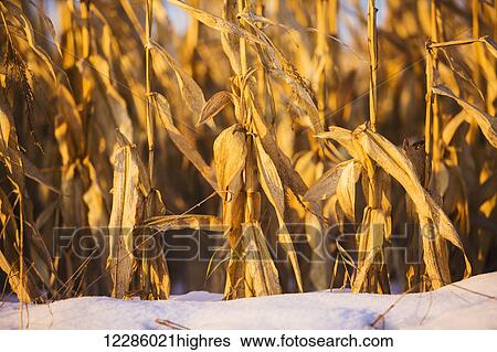 Stock Photograph - Corn field in winter; Bradford, Ontario, Canada. Fotosearch