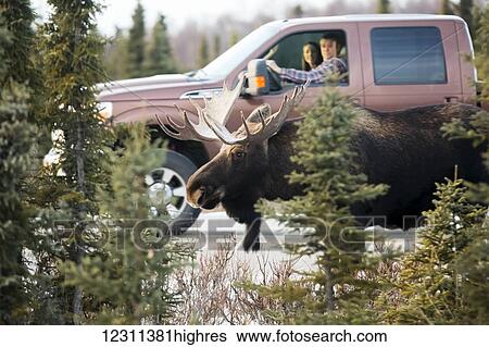 Couple in a pick up view a moose along the roadside at Earthquake Park, Anchorage, Southcentral Alaska, USA View Large Photo Image Stock Photograph - Couple in a pick up view a moose along the roadside at Earthquake Park, Anchorage, Southcentral Alaska, USA. Fotosearch
