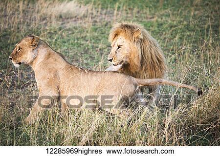 Courting lions (Panthera leo), Serengeti National Park; Tanzania View Large Photo Image Stock Photograph - Courting lions (Panthera leo), Serengeti National Park; Tanzania. Fotosearch