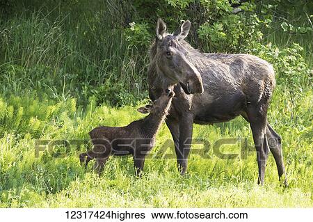 Cow and calf moose on a summer day, Alaska View Large Photo Image Stock Photograph - Cow and calf moose on a summer day, Alaska. Fotosearch