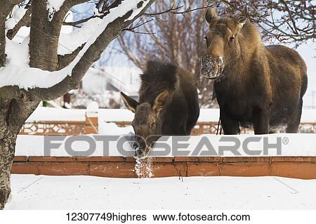 Stock Photograph - Cow moose and calf next to fence in Government Hill. Anchorage, Alaska in Southcentral Alaska. Winter.. Fotosearch