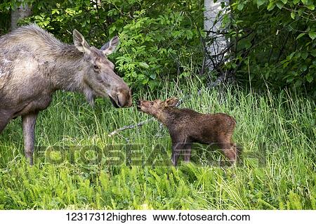 Cow moose and her calf touch 0ses, Anchorage, Southcentral Alaska, USA View Large Photo Image Stock Photograph - Cow moose and her calf touch 0ses, Anchorage, Southcentral Alaska, USA. Fotosearch
