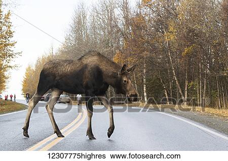 Cow moose crosses Northern Lights Blvd near Pt. Woronzof, Anchorage, Southcentral Alaska View Large Photo Image Stock Photograph - Cow moose crosses Northern Lights Blvd near Pt. Woronzof, Anchorage, Southcentral Alaska. Fotosearch