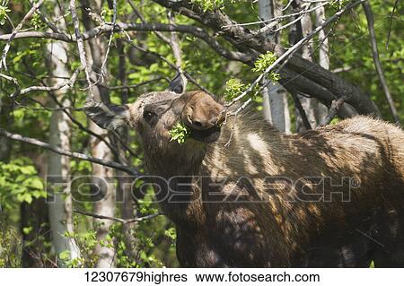 Cow moose feeds on vegetation. Anchorage in Spring. Southcentral Alaska. View Large Photo Image Stock Photograph - Cow moose feeds on vegetation. Anchorage in Spring. Southcentral Alaska.. Fotosearch