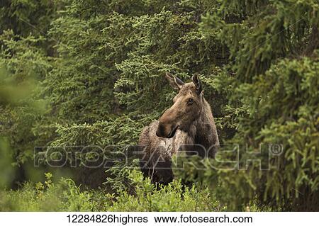 Stock Photograph - Cow moose standing in a spruce forest, Denali National Park and Preserve, Inerior Alaska, summer. Fotosearch