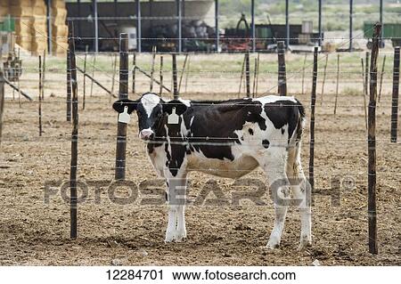 Cow on a dairy farm; Cullinan, Gauteng, South Africa View Large Photo Image Stock Image - Cow on a dairy farm; Cullinan, Gauteng, South Africa. Fotosearch