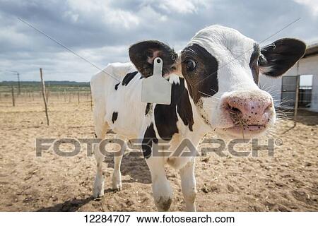 Cow on a dairy farm; Cullinan, Gauteng, South Africa View Large Photo Image Stock Photo - Cow on a dairy farm; Cullinan, Gauteng, South Africa. Fotosearch