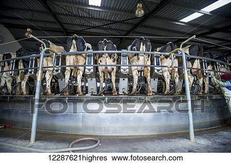 Cows being milked on a dairy farm; Cullinan, Gautang, South Africa View Large Photo Image Stock Photograph - Cows being milked on a dairy farm; Cullinan, Gautang, South Africa. Fotosearch