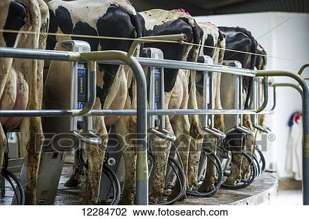 Cows being milked on dairy farm; Cullinan, Gauteng, South Africa View Large Photo Image Stock Image - Cows being milked on dairy farm; Cullinan, Gauteng, South Africa. Fotosearch