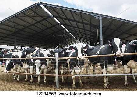Cows on a dairy farm; Cullinan, Gauteng, South Africa View Large Photo Image Stock Photo - Cows on a dairy farm; Cullinan, Gauteng, South Africa. Fotosearch