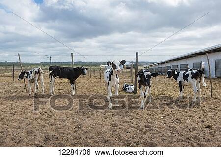 Stock Photograph - Cows on a dairy farm; Cullinan, Gauteng, South Africa. Fotosearch