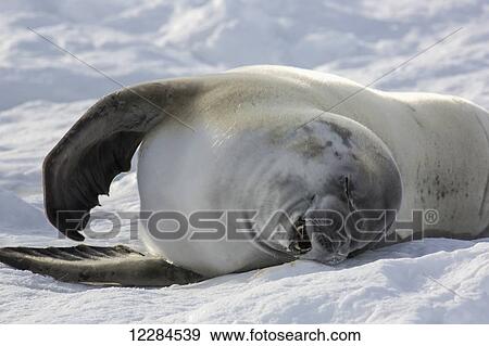 Crabeater seal (Lobodon carcinophaga or carcinophagus) on ice flow in Paradise Harbor, Antarctic Peninsula; Antarctica View Large Photo Image Stock Photo - Crabeater seal (Lobodon carcinophaga or carcinophagus) on ice flow in Paradise Harbor, Antarctic Peninsula; Antarctica. Fotosearch
