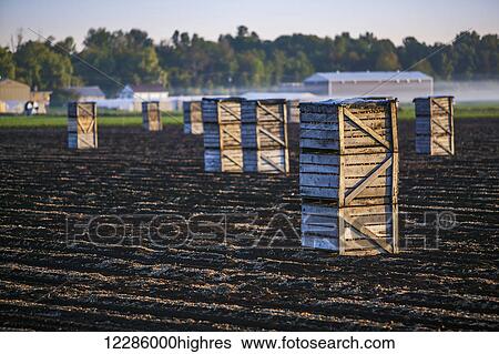 Stock Photograph - Crates of onions, Hollard Marsh; Bradford, Ontario, Canada. Fotosearch