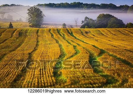 Stock Photograph - Cut wheat field on a misty morning; Bradford, Ontaio, Canada. Fotosearch